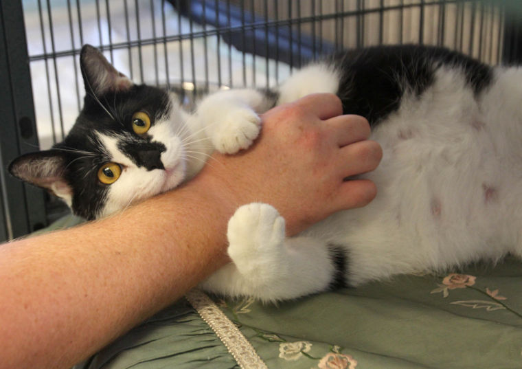 Texas Humane Heroes Adoption Center
